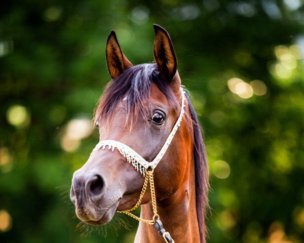 broodmare Nashima bint Najim (Arabian purebred, 2015, from PA Shai Najim)