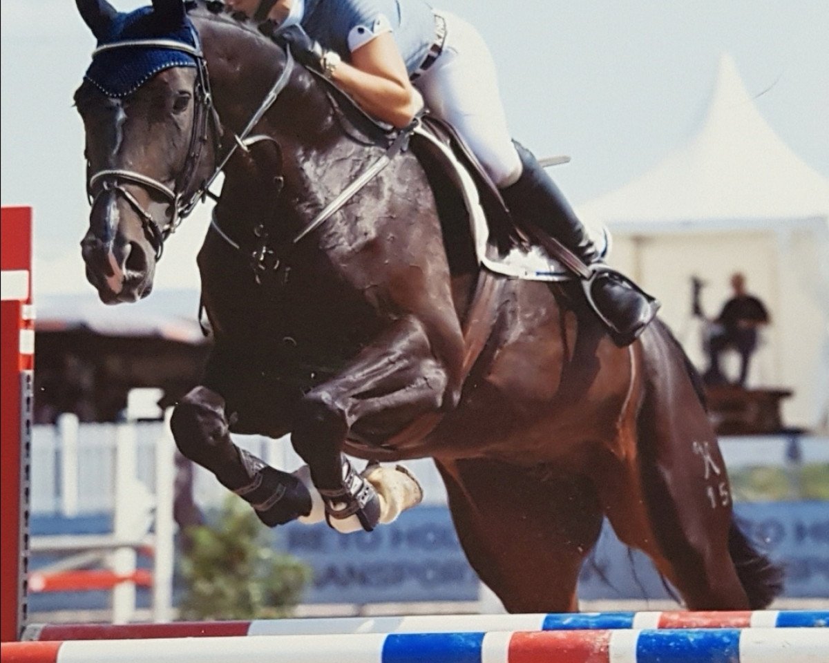 broodmare Sahara B (Hanoverian, 2011, from Stolzenberg)