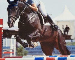 broodmare Sahara B (Hanoverian, 2011, from Stolzenberg)