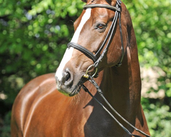 broodmare Cassiopeia (Oldenburg, 1996, from Don Gregory)