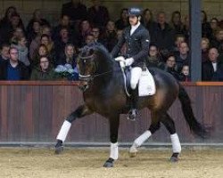Pferd Kardam's Whisper (KWPN (Niederländisches Warmblut), 2015, von Glock's Toto Jr.)