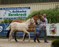 Pferd Camilla 175 (Deutsches Reitpony, 2019, von Coer Noble)