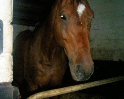Dressurpferd Baradero (Oldenburger, 1993, von Burggraaf)
