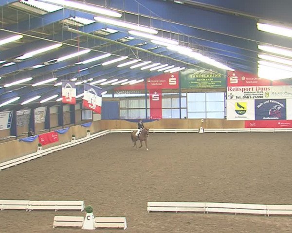 Dressurturnier Großenwiehe 2016