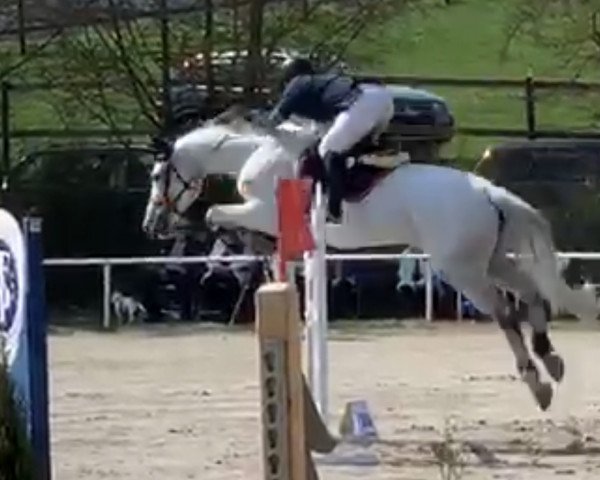 jumper Calvia 5 (Holsteiner, 2005, from Contact Me)