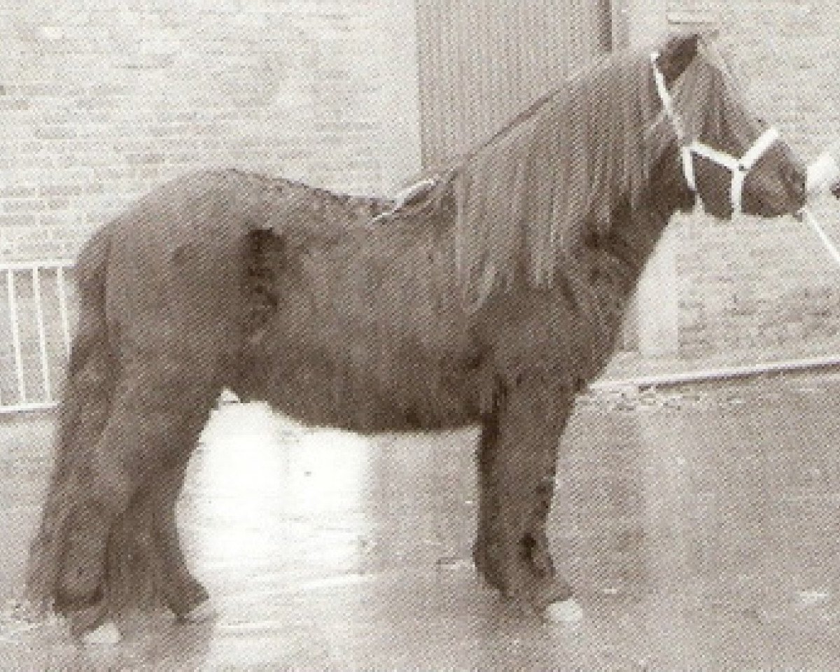 stallion Samson van Stal Noord-Zuid (Shetland Pony, 1981, from Nero van de Olde Maten)