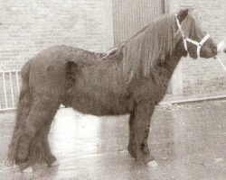 stallion Samson van Stal Noord-Zuid (Shetland Pony, 1981, from Nero van de Olde Maten)