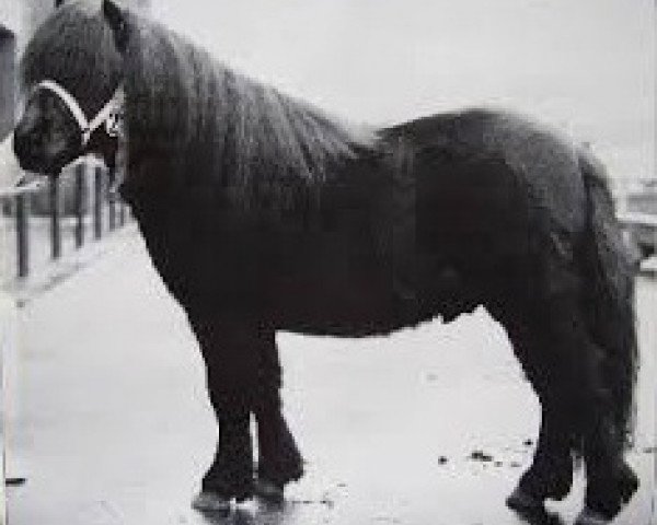 stallion Spirit van Stal Volmoed (Shetland Pony, 1981, from Koert van Stal Olyhof)