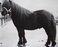stallion Spirit van Stal Volmoed (Shetland Pony, 1981, from Koert van Stal Olyhof)