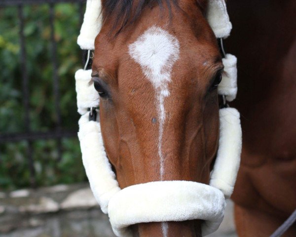 dressage horse Camp Nou (Holsteiner, 2009, from Camposanto)