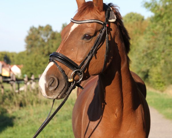 Dressurpferd Sambuco 42 (Hannoveraner, 2008, von Sir Donnerhall I)