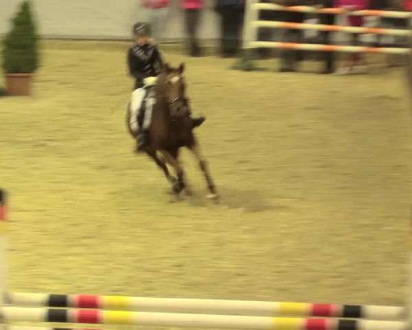 Legdener Ponymeeting 2016