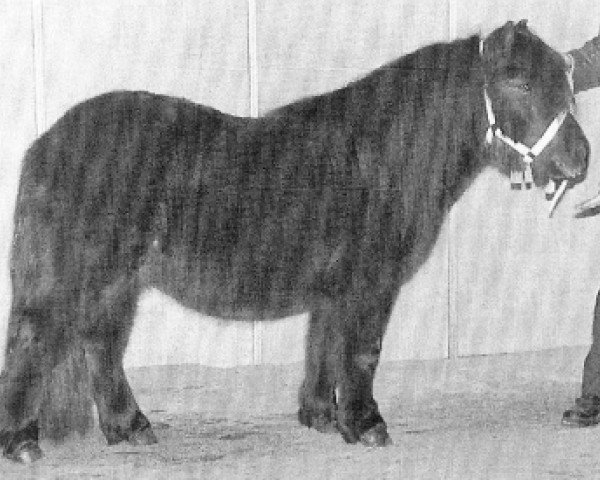 Pferd Jupiter v.h. Stalletje (Shetland Pony, 1994, von Edwin van het Stalletje)