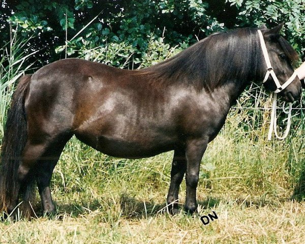 Pferd Overste van het Stalletje (Shetland Pony, 1999, von Boss van de Brouwerij)