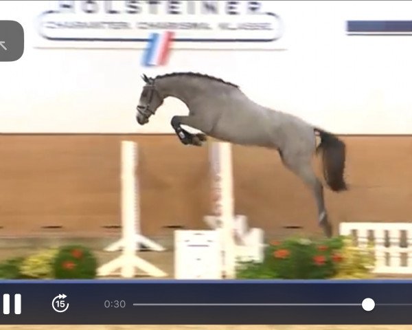 broodmare Queeny (Holsteiner, 2015, from Quo Vados I)