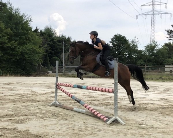 Zuchtstute Jessi 61 (Deutsches Reitpony, 2007, von Argentino 83)