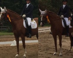 broodmare Obsession (German Sport Horse, 2008, from Lipsius)