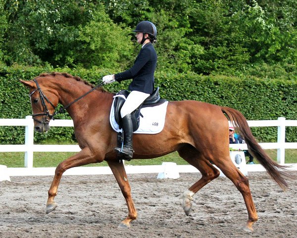 dressage horse Shakkra (Hanoverian, 2012, from Sir Donnerhall I)