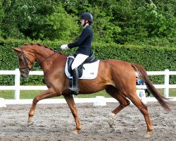 dressage horse Shakkra (Hanoverian, 2012, from Sir Donnerhall I)