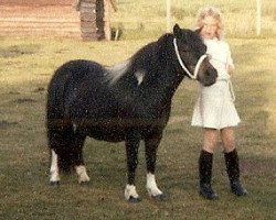 Zuchtstute Ha. Joke van Halstraat (Shetland Pony, 1972, von Commandor van de Laman Tripstraat)