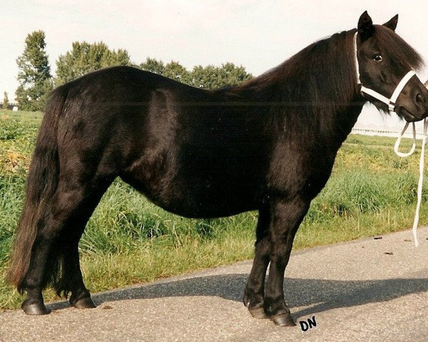 Pferd Maaike v.h. Stalletje (Shetland Pony, 1997, von Edwin van het Stalletje)