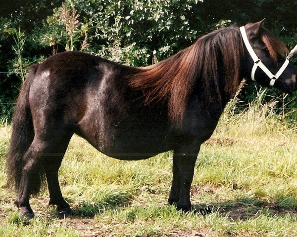 Zuchtstute Kimberley v.h. Stalletje (Shetland Pony, 1995, von Edwin van het Stalletje)
