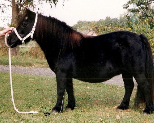 broodmare Rosita of Transy (Shetland Pony, 1973, from Pericles of Netherley)