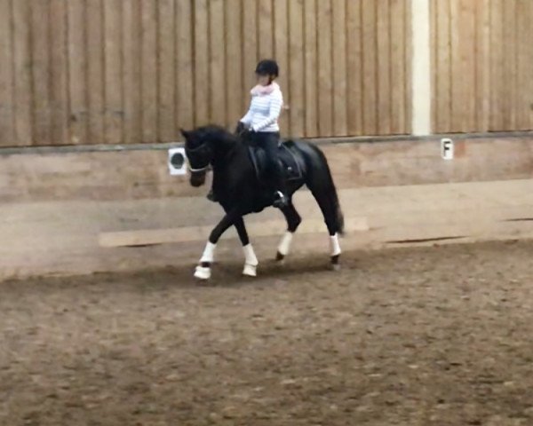 horse Quäntchen Glück 24 (German Sport Horse, 2014, from Quadroneur)