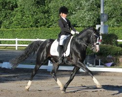 Deckhengst RM V-Power (Deutsches Reitpony, 2009, von Valido's Highlight)