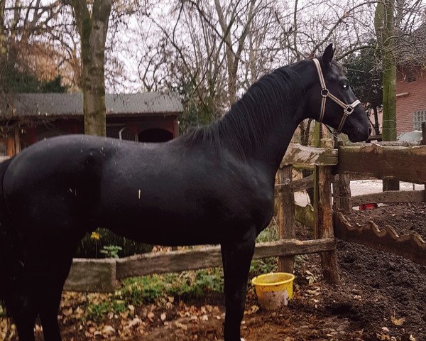horse Gentlemen (Hanoverian, 2017, from Gandhi)