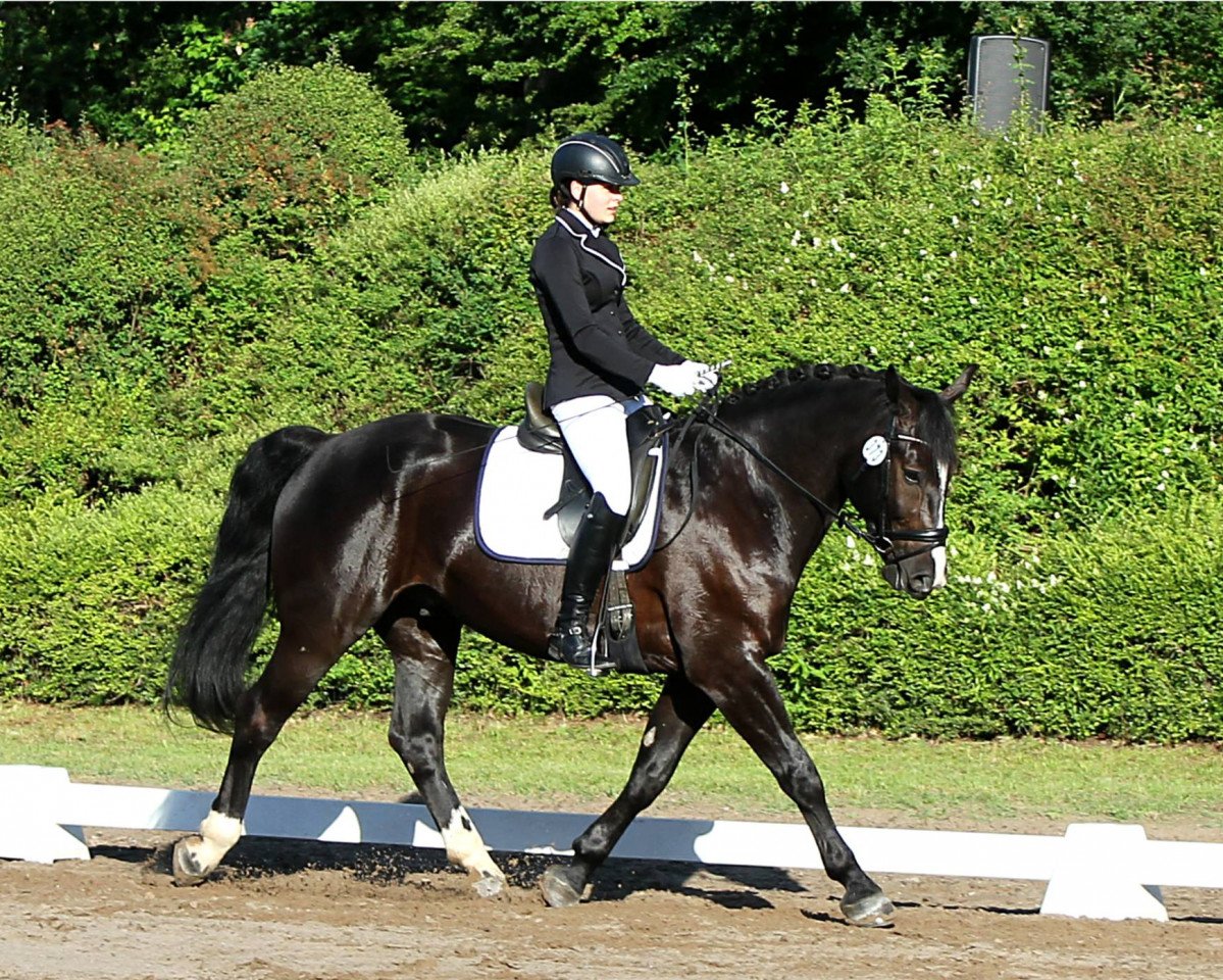 dressage horse Mario 129 (Polish Warmblood, 2010, from Ibis)
