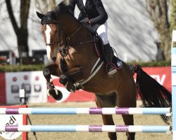 jumper Heaven On Earth 4 (KWPN (Royal Dutch Sporthorse), 2012, from Plot Blue)