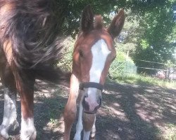 eventing horse Eddie the Eagle 10 (German Sport Horse, 2017, from Edmonton)
