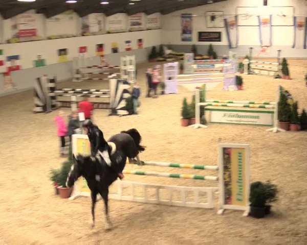 Legdener Ponymeeting 2016