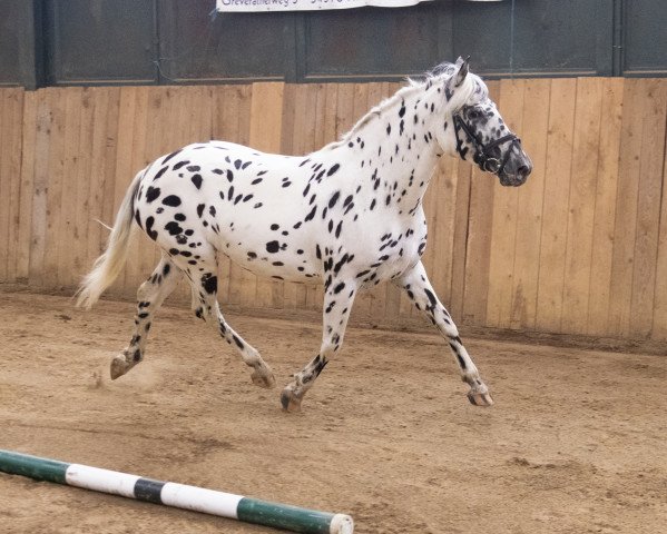 Zuchtstute VbPrSt Raffelsbrander Deluxe (Knabstrupper, 2018, von Raffelsbrander Captain Peanut)
