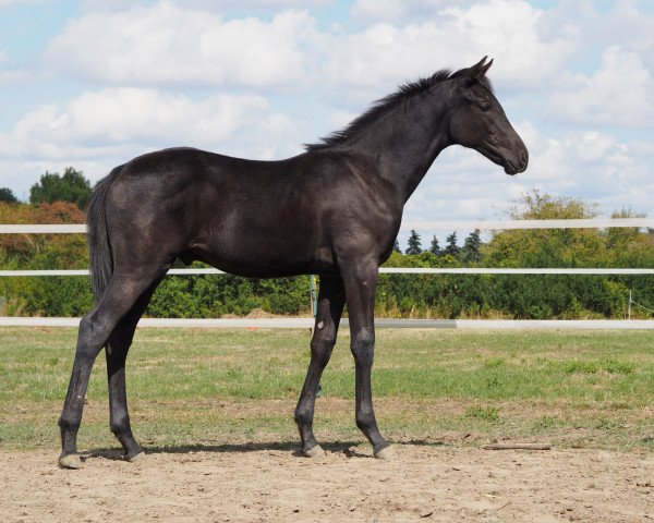 horse Zuccherino (Oldenburg, 2018, from Blue Hors Zackerey)