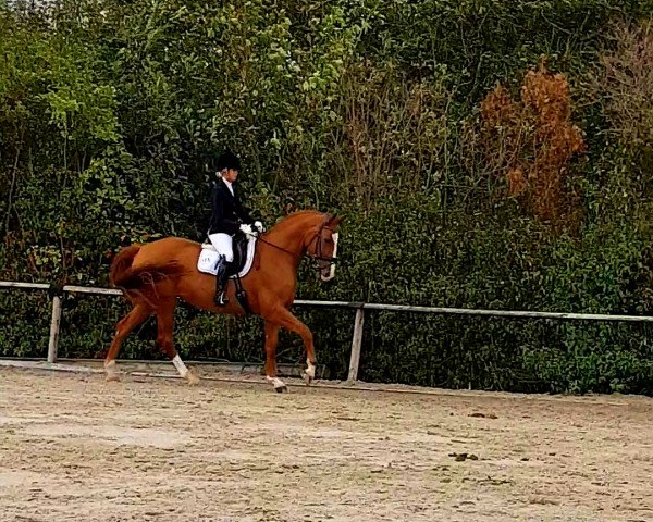 dressage horse Lubaya 3 (Rhinelander, 2004, from Lanio)