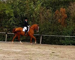 dressage horse Lubaya 3 (Rhinelander, 2004, from Lanio)