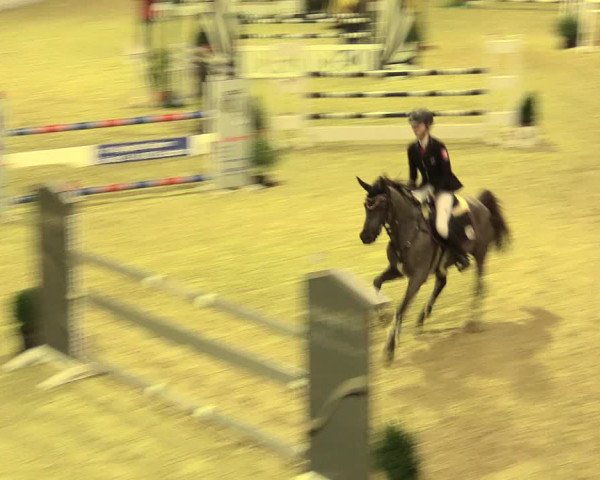 Legdener Ponymeeting 2016
