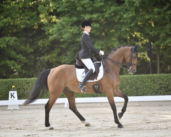 dressage horse Q seven (Zweibrücken, 2010, from Qui Lago)