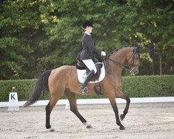 Dressurpferd Q seven (Zweibrücker, 2010, von Qui Lago)