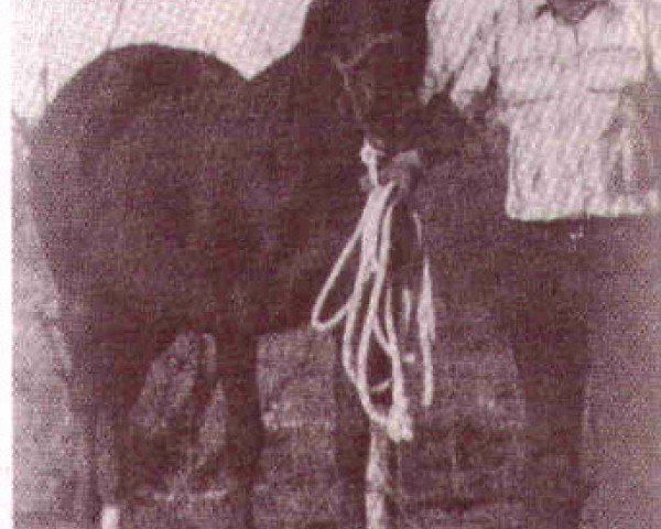 broodmare Chickasha Ann (Quarter Horse, 1954, from Chickasha Mike) broodmare Chickasha Ann (Quarter Horse, 1954, from Chickasha Mike)