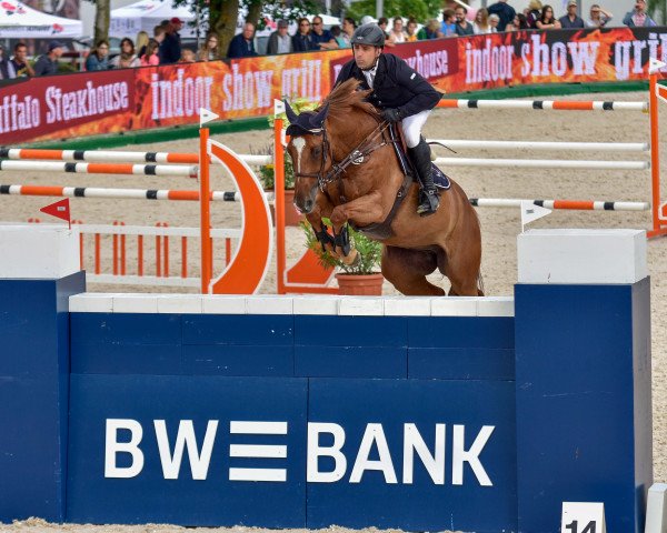 jumper Dawson 7 (KWPN (Royal Dutch Sporthorse), 2008, from Tangelo van de Zuuthoeve)