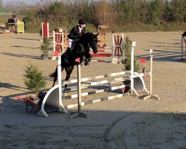 jumper Landfein's Lapalu S (Oldenburg, 2013, from Landfein)
