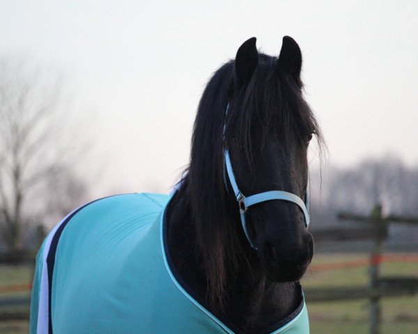 horse Geert Z. (Friese, 2002, from Jasper 336 P)