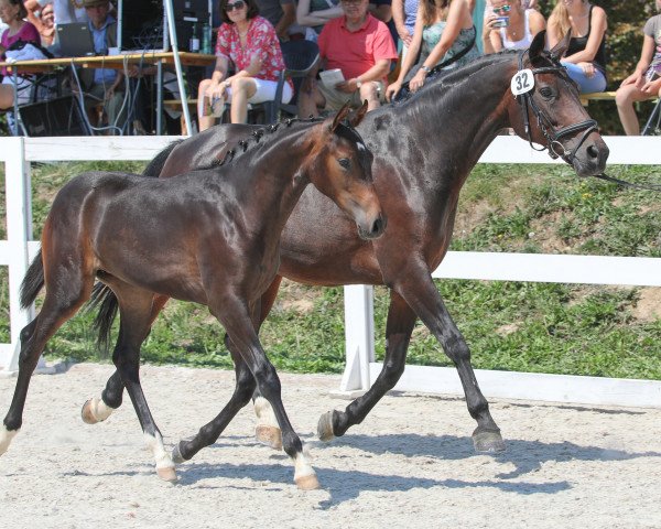 Pferd Daquira (Österreichisches Warmblut, 2018, von DSP Quindale)