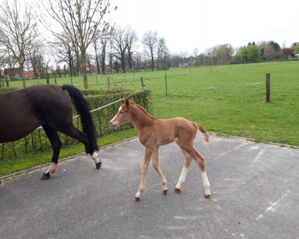 horse Escasillio (Hanoverian, 2019, from Escamillo)