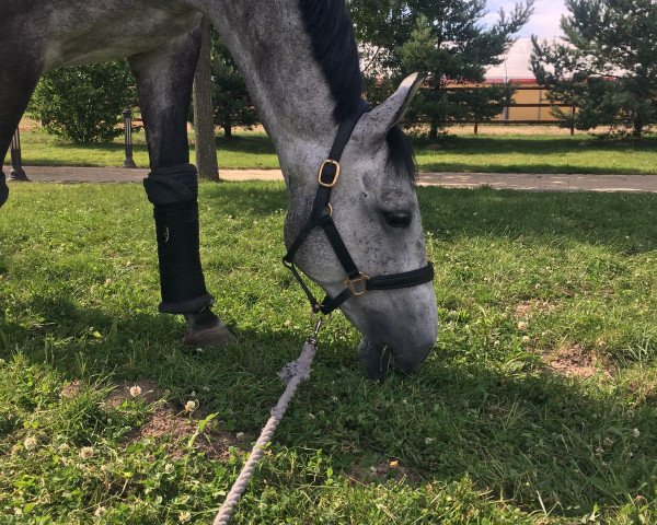 jumper Stanley 208 (German Sport Horse, 2011, from Stalypso)