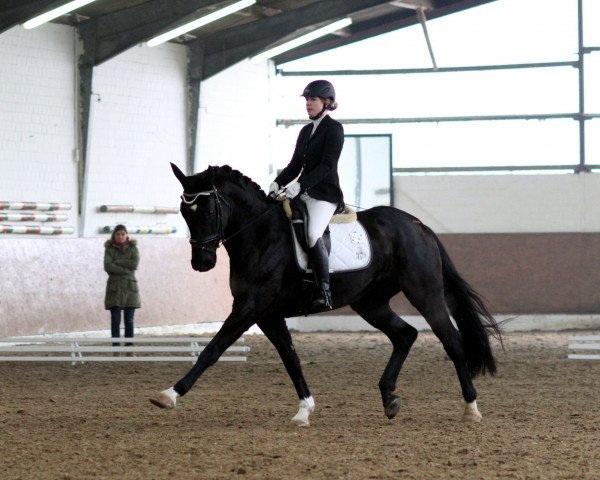 dressage horse Ria Royal 2 (Westphalian, 2006, from Riccio)