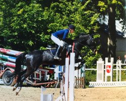 jumper Cadamba Simmens (Hanoverian, 2002, from Cashman)